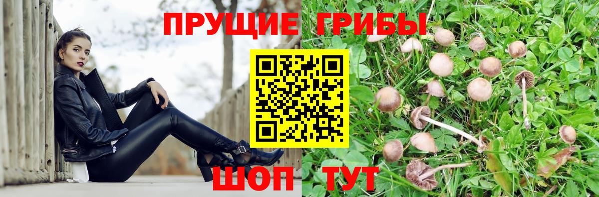 Галлюциногенные грибы прущие грибы  Вход с VPN  Обь  Псилоцибиновые грибы GOLDEN TEACHER 